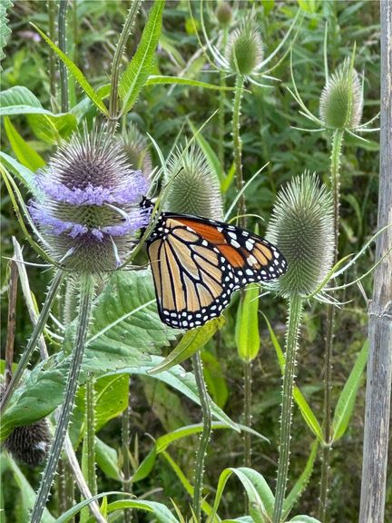Monarch Butterfly Flight 93 National Memorial Stonycreek Pennsylvania